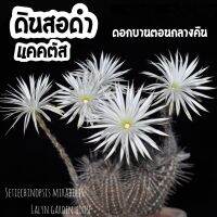 ?✏️ดินสอดำ Setiechinopsis mirabilis ไม้ลำสีดำน้ำตาล รูปทรงดินสอ ของมันต้องมีจ้า ♥️‼️