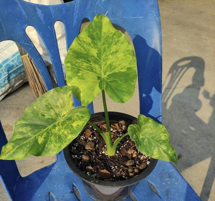 alocasia-gageana-aurea-variegated-บอนหูช้างด่างเหลือง-บอนหูช้างด่างขาวและบอนหูช้างด่างเหลืองมี-ลักษณะเด่นคือ-มีใบคล้ายกับหูช้าง-elephant-ears