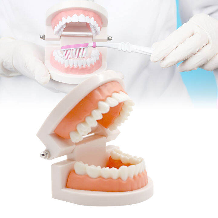 Dental Model Gigi Teaching Model Model Gigi Patung Gigi Edukasi Phantom