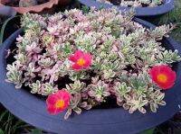 คุณนายตื่นสายไฮโซ” หรือ Portulaca ‘Hana Misteria’ โดยจะมีใบสีเขียวขอบชุมพูแต้มเหลืองซึ่งเป็นลักษณะของใบด่าง ดอกมีทั้งสีบานเย็น สีเหลือง และสีชมพู ไม่มีกลิ่น หากได้รับแดดมากสีใบจะเข้มขึ้น ปลูกเป็นไม้คลุมดินได้ดี