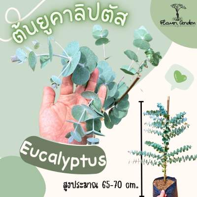 ต้นซิลเวอร์ ดอลล่า Eucalyptus silver dollar มีกลิ่นหอมสดชื่น (แบบถุง/กระถาง) ใบสะท้อนแสง  สูงประมาณ 70 ซม.ยูคาลิปตัส