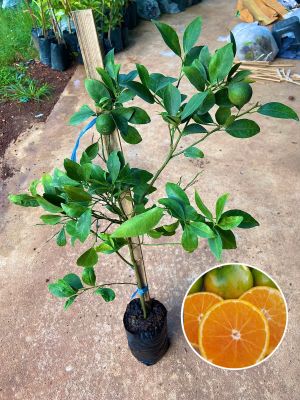 ส้มเขียวหวาน พันธุ์เตี้ย (กิ่งตอน) พร้อมติดผล ออกผลตลอดทั้งปี ลูกใหญ่หวาน