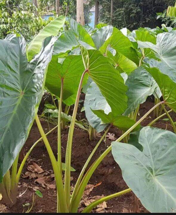 Bibit talas bogor asli isi 5 batang Lazada Indonesia