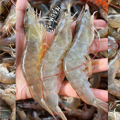 กุ้งสด 38-43 ตัว 1 กิโลกรัม รวมค่าส่ง ควบคุมอุณหภูมิ ใส่ลังโฟม