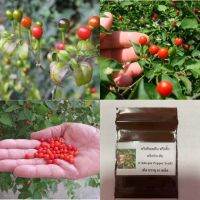 พริกชิลเทพิน พริกจิ๋ว พริกประดับ (Chiltepin Pepper Seed) เผ็ด บรรจุ 10 เมล็ดคุณภาพดี ของแท้ 100%