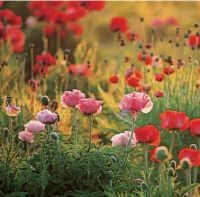 ดอกป็อปปี้ คละสี - Poppy Flower Mix