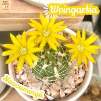 [แวงการ์เทีย นีโอคัมมิ่งกิอาย] Weingartia Neocumingii ส่งพร้อมกระถาง แคคตัส Cactus Succulent Haworthia Euphorbia ไม้หายาก พืชอวบน้ำ ไม้หนาม ไม้ทะเลทราย กระบองเพชร