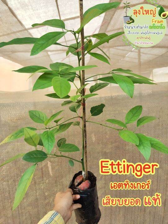 ต้นอะโวคาโด-เสียบยอด-ettinger-เอตทิงเกอร์-แท้-ต้นกล้าพร้อมปลูก-สูง50-70ซม