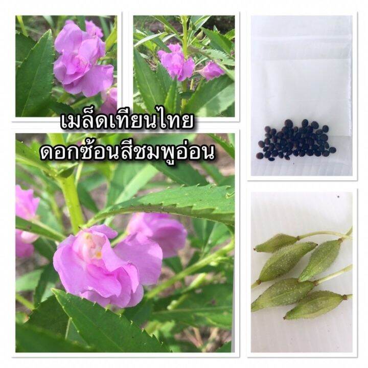 เมล็ดเทียนไทยดอกซ้อนสีชมพูหวาน