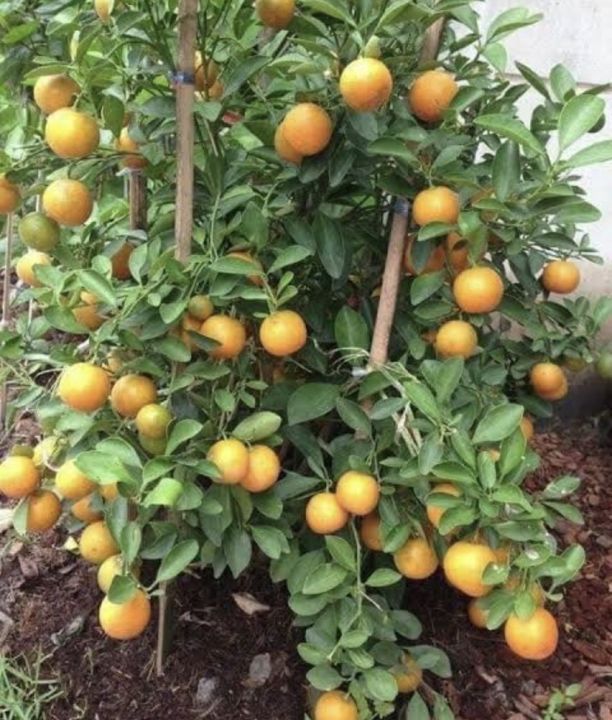 ส้มจี้ดแคระ-กิ่งชำ-แบบกระถาง-5-นิ้ว-ต้นแข็งแรง-เป็นต้นไม้มงคล