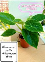 ฟิโลเดนดรอนเบอร์กิ้น(Philodendron Birkin) กระถาง​4 นิ้ว​