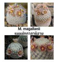 Mammillaria magallanii เมล็ดแมมมักกาลานีอาย 25 เมล็ด หนามสีชมพู  ดอกลาย เป็นแมมตัวหนึ่งที่สวยมากๆ ค่ะ น่าสะสม