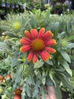 ดอกเดือนฉาย ( Gaillardia aristata )