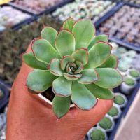 Echeveria Pulidonis/กุหลาบหิน/ไม้อวบน้ำต้นใหญ่ ราคาสุดคุ้มกระถางสองนิ้วส่งพร้อมกระถาง