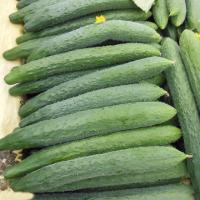 เมล็ดพันธุ์ แตงกวา ญี่ปุ่น เทสตี้เจด (Tasty Jade F1 Cucumber Seed) บรรจุ 5 เมล็ด