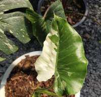 โอกินาว่า “ALOCASIA OKINAWA SILVER” กระถาง4นิ้ว  ดินปลูก: ดินร่วนซุย โปร่ง ระบายน้ำได้ดี ปริมาณน้ำ: ต้องรดน้ำให้ชุ่ม ต้องการปริมาณน้ำค่อนข้างมาก ปริมาณแสง: แสงแดดรำไร ไม่ชอบแสงจ้า สารอาหาร: ใส่ปุ๋ยเพิ่มเติม โดยจะใส่ปุ๋ยคอกก็ได้ หรือปุ๋ยเคมี