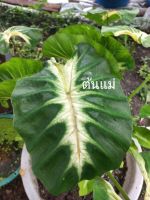 เมา อิ ซันไรส์ Colocasia Mou i Sunrise สายพันธ์แท้ รับประกัน 100%จัดส่งเป็นกระถาง หน่อชำแข็งแรง หน้าชัด