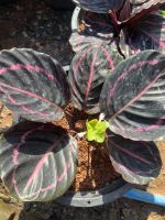 คล้านกยูงสีม่วงแดง Calathea roseopicta (Linden) Regel ‘Medallion’ ขนาด 10-12 นิ้ว