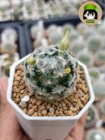 แมมดูวิอาย (Mammillaria duwei)