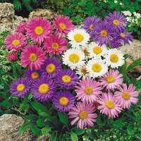 เมล็ดพันธุ์ ดอกแอสเตอร์ คละสี (Powder Puff Aster Flower Seed) บรรจุ 50 เมล็ด