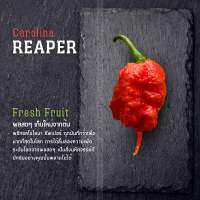 พริกสด Carolina reaper พริกเผ็ดที่สุดในโลก!! ผลสด ผลใหญ่ เก็บสดใหม่ทุกผล มีขนาดผลให้เลือก