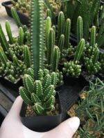 ส่งทั้งกระถาง-Condo นางฟ้าฟอร์มกอ#Cactus# กระบองเพชร#พืชทนแล้ง#ไม้ประดับ#ตกแต่งบ้าน#ตกแต่งคอนโด# จัดสวนถาด # ขนาดเทียบไม้บรรทัดนะคะ