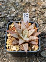 Haworthia Hybird Thailand กระถาง 2 นิ้ว (ส่งทั้งกระถาง) รหัสLa211-220