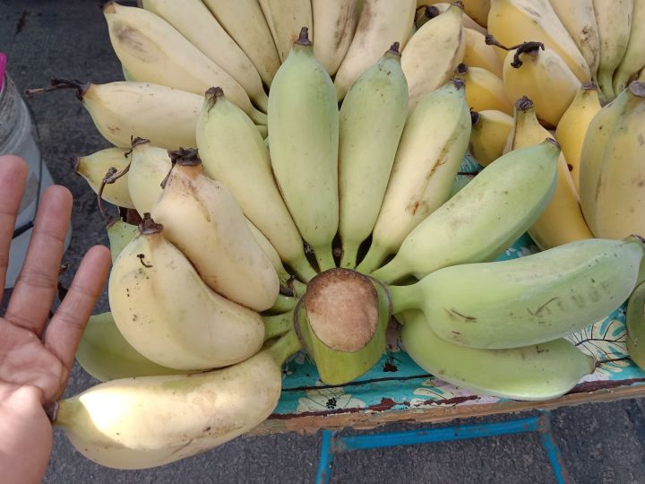 หน่อกล้วยน้ำหว้าลูกใหญ่16-50-บ
