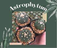 Astrophytum แอสโตรไฟตัม astro แอสโตร กระบองเพชร แคคตัส cactus ขนาด2ซม.ขึ้นไป ส่งแบบถอดกระถาง