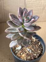 กุหลาบหิน “ graptosedum vera higgins” เลี้ยงง่าย แดดจัดได้ ทนร้อน กระถาง 3 นิ้ว