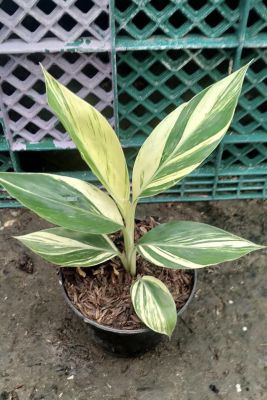 ผักสวนครัวด่าง 💚 ข่าด่าง Variegated Ginger หรือ ข่าใบด่าง ข่าใบลาย. เป็นต้น ไม้ล้มลุก อายุหลายปี มีเหง้าใต้ดิน ลำต้นเทียมเกิดจากกาบใบอัดซ้อนกันแน่น