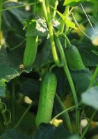 เมล็ดพันธุ์ แตงกวา หอมใบเตย F1  (Cucumber F1 Seed)บรรจุ 10 เมล็ด เนื้อกรอบ รสชาติดี ติดผลดก บรรจุ 10 เมล็ด