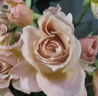 กุหลาบสีสวยดอกดก Iori (ไอโอริ)