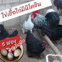 ?ชุดไข่เชื้อไก่มินิโคชิน??แท้ 5 ฟอง Mini cochin สำหรับฟัก