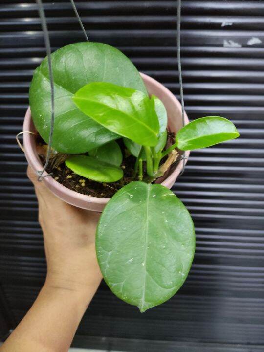 HOYA BUDGET MEAL Lazada PH