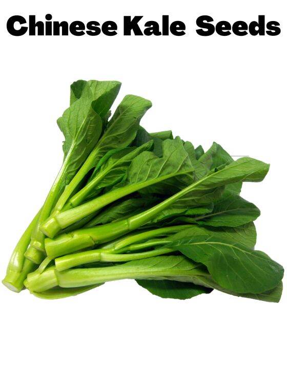 Chinese Kale ( 50 Seeds ) 1pack Lazada PH