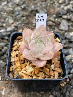 Haworthia Hybird Thailand กระถาง 2 นิ้ว (ส่งทั้งกระถาง) รหัส La261-270