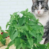 เมล็ดพันธุ์ แคทนิป (Catnip Seed) บรรจุ 300 เมล็ด