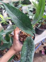 ??อโลคาเซีย สคัลปรัม alocasia scalprum ไม้เนื้อเยื่อ