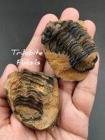 ? ฟอสซิล ไทรโลไบต์ มีฝาประกบ มีผลึกเเทรก
( Trilobite Dicalymene sp. Geode ) 
แบบในก้อนหินทมีทั้งฝาประกบมาด้วย ? ชิ้นนี้มีผลึกระยิบระยับที่ผิวของฟอสซิลด้วย ถ้าชมใน VDO จะสามารถเห็นได้อย่าชัดเจน
? ค่อนข้างสมบูรณ์ เหมาะเเก่การสะสม