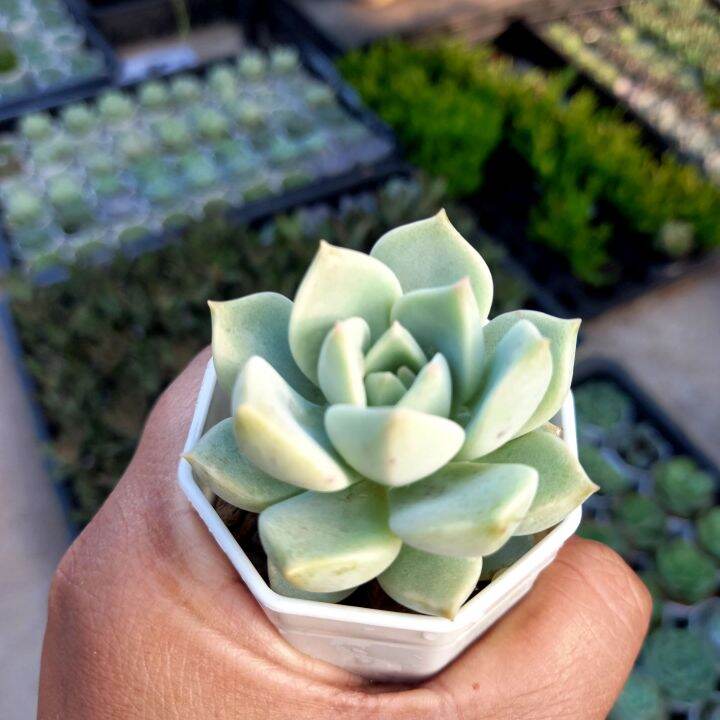 graptoveria-tricolor-กุหลาบหิน-ไม้อวบน้ำกระถางสองนิ้วสางพร้อมกระถาง