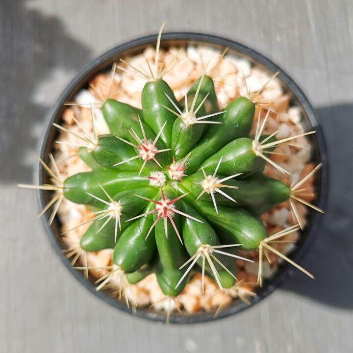 เฟอโรแคคตัส-หนามโหด-ferocactus-pilosus