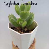 Cofyledon Tomentosa #กุหลาบหิน # ไม้อวบน้ำ กระถางสองนิ้ว ส่งพร้อมกนะถาง