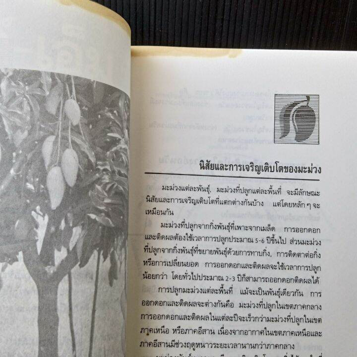 หนังสือ-มะม่วง-รวมเรื่องมะม่วง-1-การปฏิบัติดูแลรักษามะม่วง-เพื่อการออกดอกและติดผลที่ดี-110หน้า-มีคราบเหลือง-สันปกมีรอยถลอก-ตามรูป