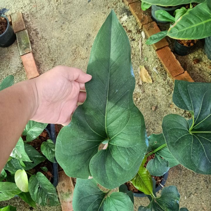 5-9-66-anthurium-brownii-หน้าวัวหูช้าง-ในกระถาง-8นิ้ว-ไม้ด่าง-ไม้ฟอกอากาศ-ab