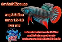 ปลากัดใต้วงแดง คัดเกรด ชาย มีประกันสินค้า