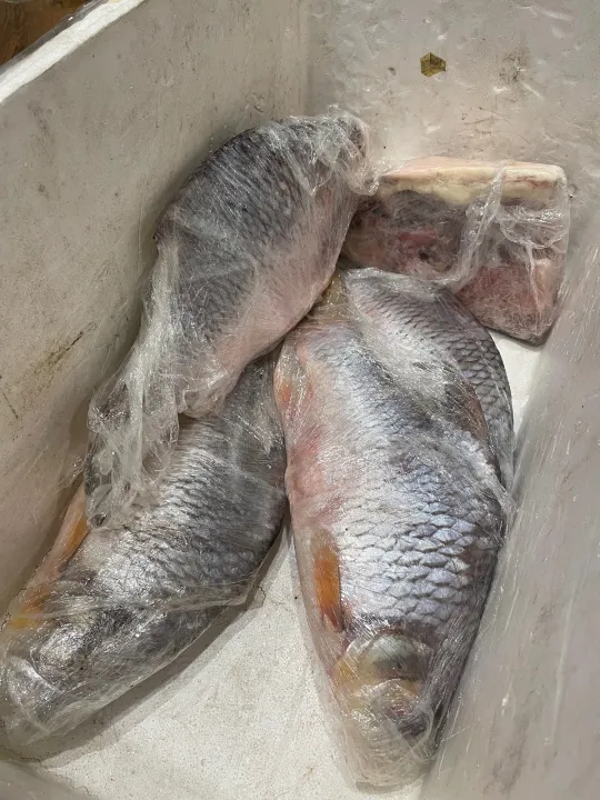 IPOH SEAFOODIKAN TENGALAN 1.5KG1.65KG SARAWAK (丁加兰)( WILD ) MIN