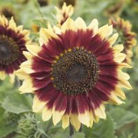 เมล็ดพันธุ์ ???ดอกทานตะวัน ( Sunflower Seed ) ,มีให้เลือกหลายแบบ จำนวนบรรจุอยู่ในรายละเอียด