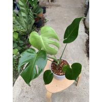 มอนสเตอร่า ไจแอนท์ ในกระถางพลาสติกอย่างดีสีเทา ปังมากค่ะ  #monstera