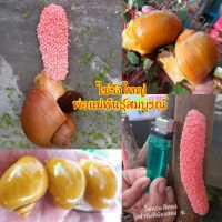 ไข่?เชอรี่สีทองเนื้อทอง?%จัดชุด 7 แถม 2